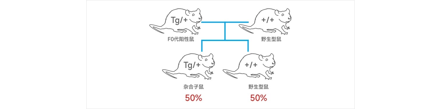 转基因小鼠建系流程图