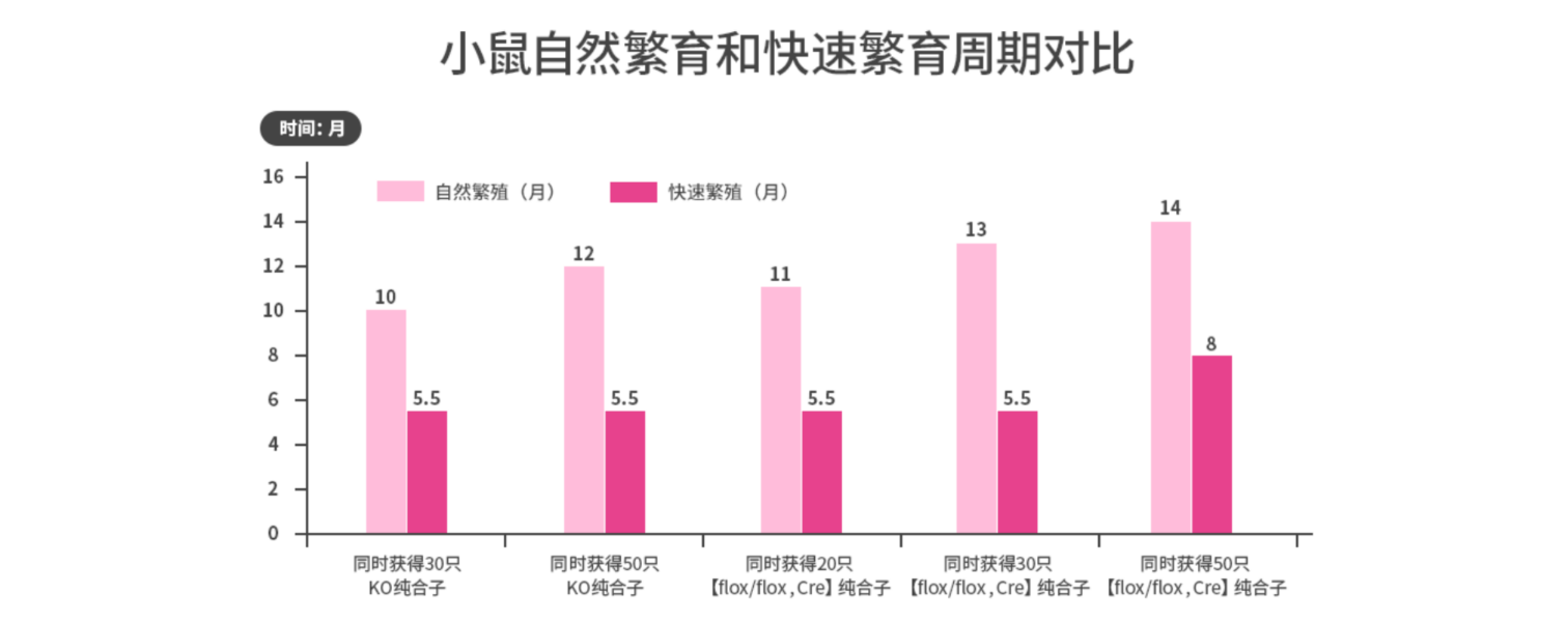 小鼠快速繁育和快速繁育周期对比